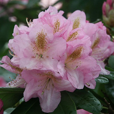 Rhododendron 'Scintillation'