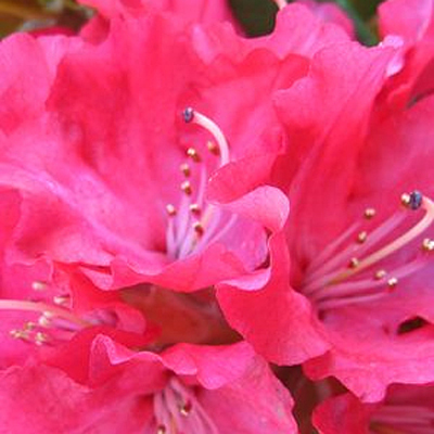 Rhododendron 'Skookum'