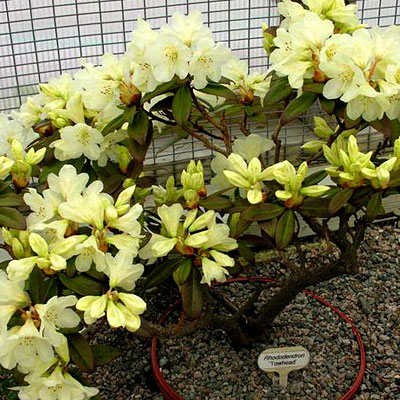 Rhododendron 'Towhead'