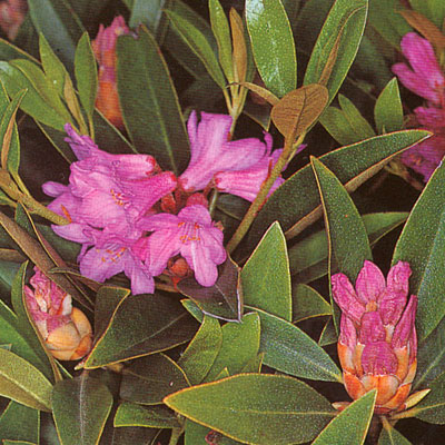 Rhododendron 'Wilsonii'