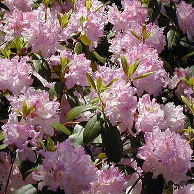 Rhododendron 'Windbeam'