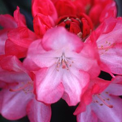Rhododendron y. 'Prince'