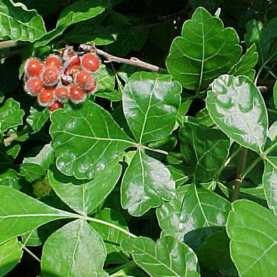 Rhus aromatica 'Gro-Low'