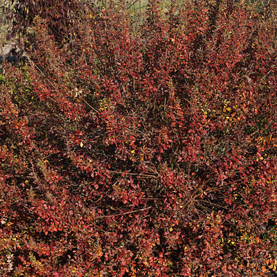 Rhus aromatica 'Lacette'