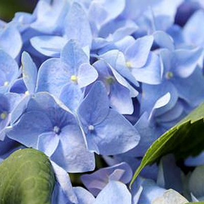 Hydrangea m. 'Let's Dance Rhythmic Blue'