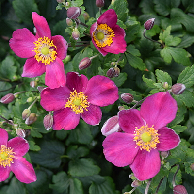Anemone x 'Fantasy Red Riding Hood'