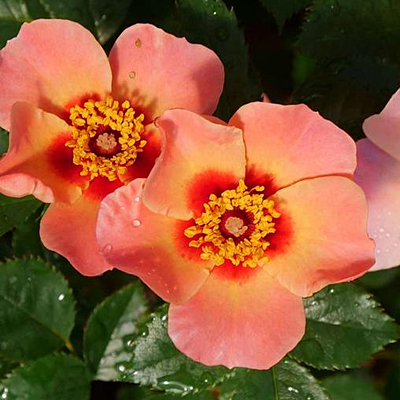 Rosa 'Ringo All-Star'