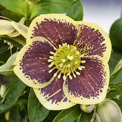 Helleborus x 'Rio Carnival'