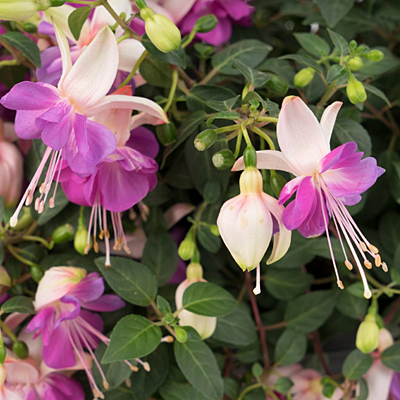 Fuchsia 'Aretes Upright Rio Grande'