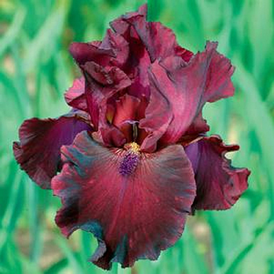 Iris g. 'Rio Rojo'