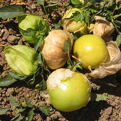 Tomatillo