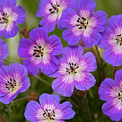 Geranium w. 'Rise and Shine'