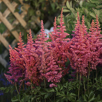 Astilbe c. 'Rise and Shine'