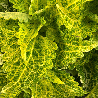 Coleus 'Main Street River Walk'