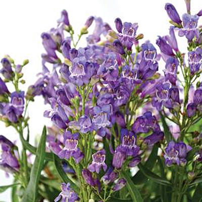 Penstemon x 'Rock Candy Blue'