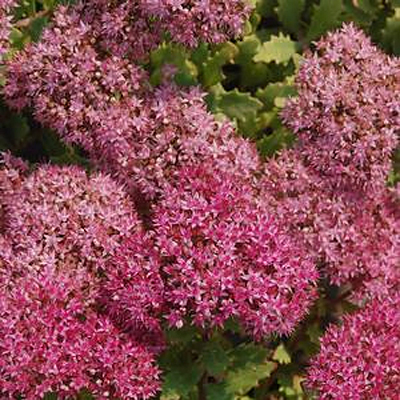 Sedum x 'Rock Star'