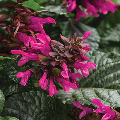 Salvia 'Rockin Fuchsia'