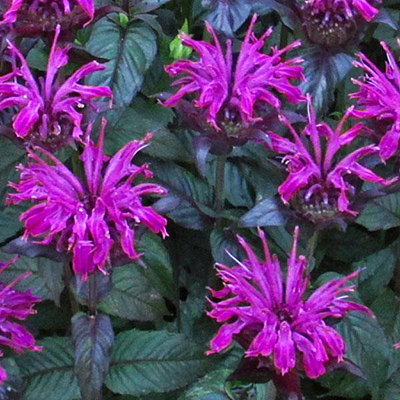 Monarda d. 'Rockin' Raspberry'