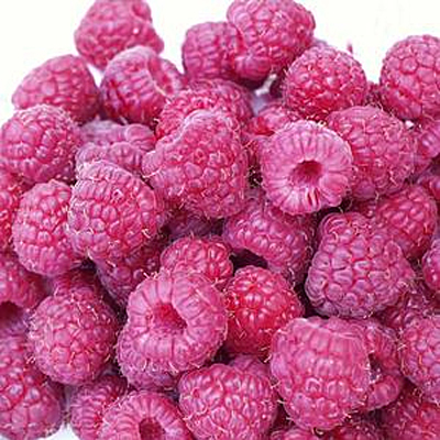 Rubus id. 'Rockin Double Raspberry'