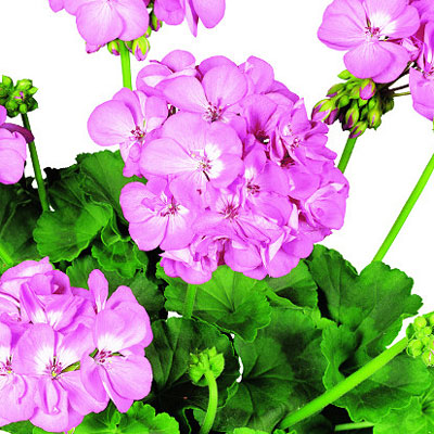 Geranium 'Rocky Mountain Pink'
