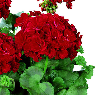 Geranium 'Rocky Mountain Dark Red'