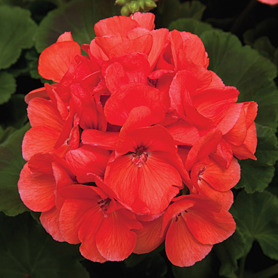 Geranium 'Rocky Mountain Salmon'
