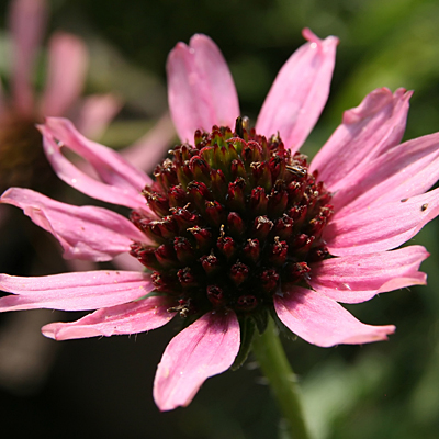 Echinacea tennesseensis 'Rocky Top'