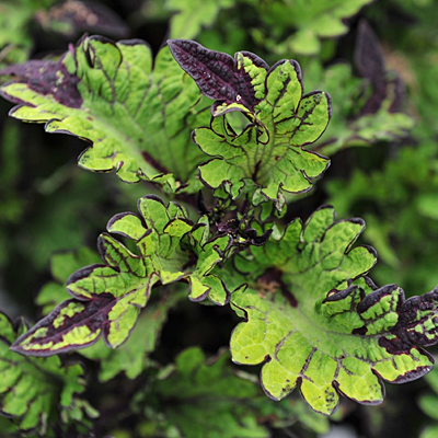 Coleus 'Main Street Rodeo Drive'