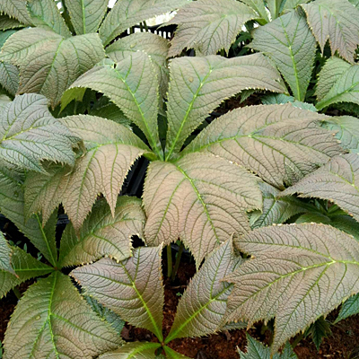 Rodgersia podophylla 'Bronze Form'