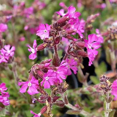 Silene x robotii 'Rollie's Favorite'