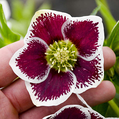 Helleborus x 'Romantic Getaway'