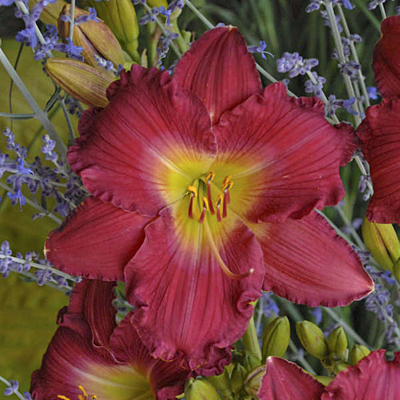 Hemerocallis 'Romantic Returns'