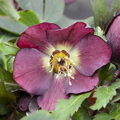 Helleborus x 'Rome in Red'