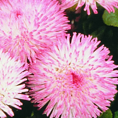 Bellis p. 'Rominette Pink'