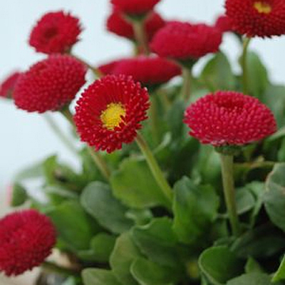 Bellis p. 'Rominette Red'