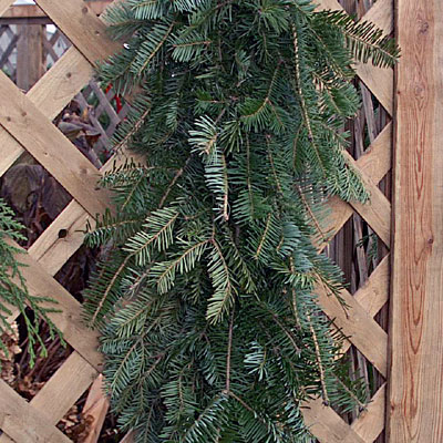 Roping - Balsam Fir