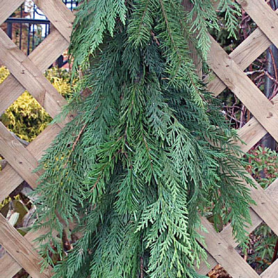 Roping - Western Red Cedar, Douglas Fir
