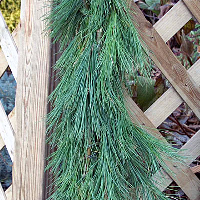 Roping - White Pine