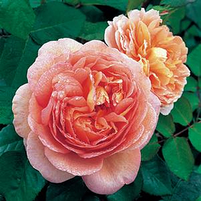 Rosa 'Abraham Darby'