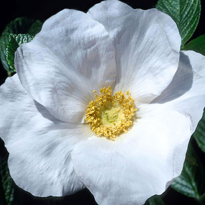 Rosa rugosa 'Alba'