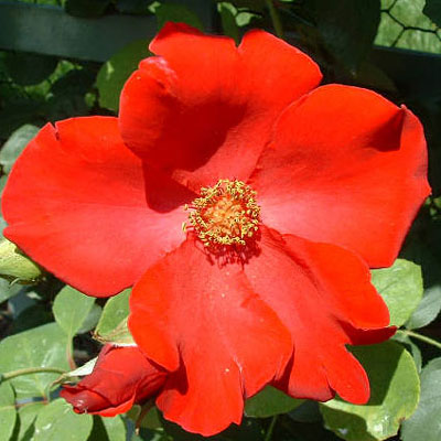 Rosa 'Altissimo'
