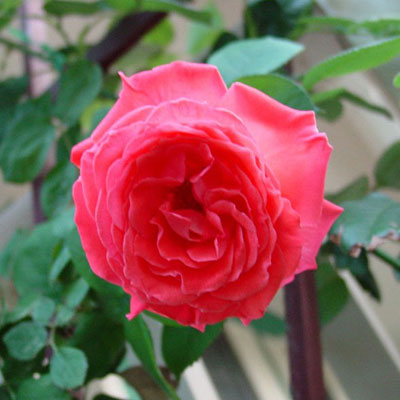 Rosa 'America'