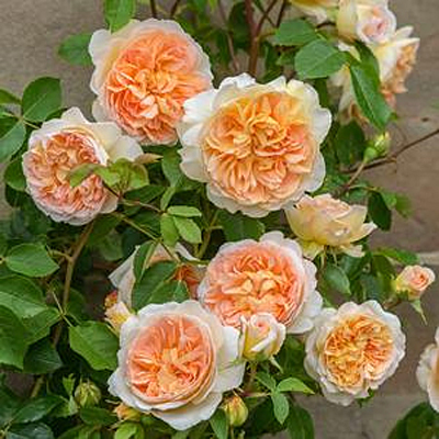Rosa 'Bathsheba'