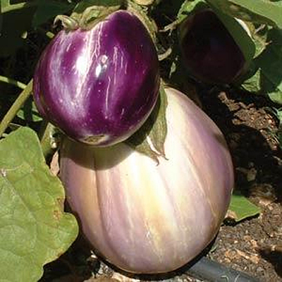 Eggplant 'Rosa Bianca'