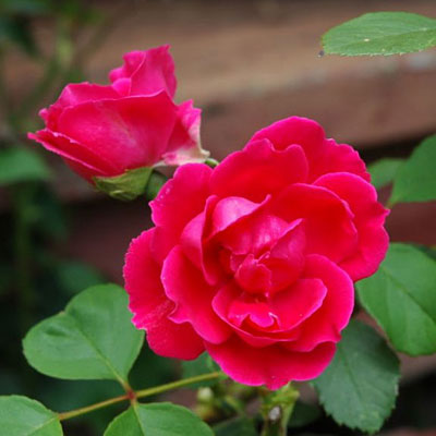 Rosa 'Blaze'