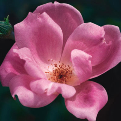Rosa 'Blushing Knock Out'