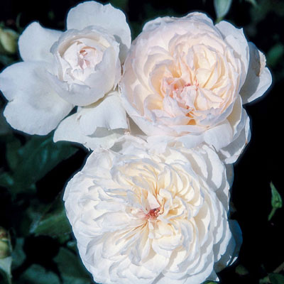 Rosa 'Bolero'