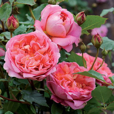 Rosa 'Boscobel'