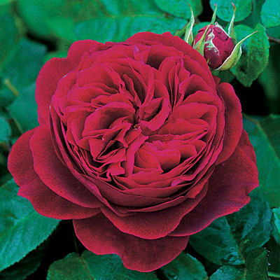 Rosa 'L.D. Braithwaite'