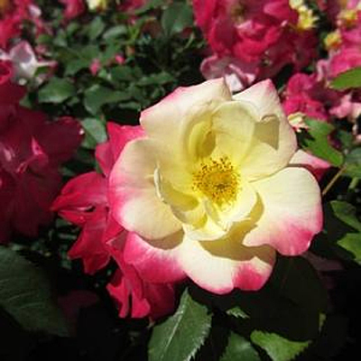 Rosa 'Campfire'